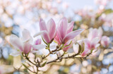 Fototapeta Kwiaty - Branches of blossoming magnolia-trees in sun lights .Blossoming magnolia orchard in spring. Romantic mood. Magnolia flowers. Flowering time. Spring time