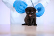 Kitten and veterinarian.Black kitten with blue eyes in the hands of a doctor.Cat health.Examining with a veterinarian.British black kitten. Baby kitten.Medicine for animals.