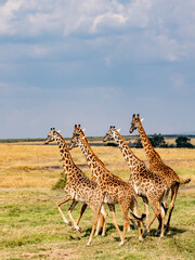 Wall Mural - Giraffe in front Amboseli national park Kenya masai mara.(Giraffa reticulata) sunset.