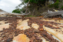 Fallen Trees, Piles Of Red Rocks, And Patterned Sandstone Exposed By High Tides On Flinders Beach, Coochiemudlo Island, Queensland. 