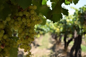 grapes on the vine