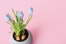 Pot With Blooming Grape Hyacinth Plant (Muscari) On Pink Background