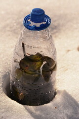 Wall Mural - rose in plastic bottle in snow