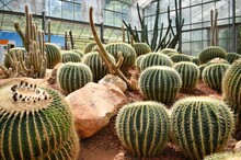 Golden Barrel Cactus In Greenhouse Of Queen Sirikit Botanic Garden In Chiang Mai, THAILAND.
