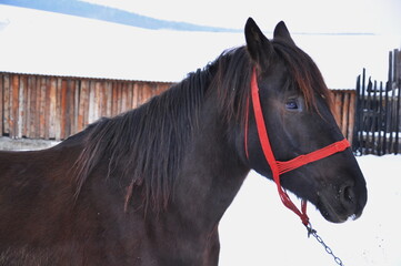 Wall Mural -  heavy horse from Romania,Bistrita