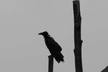 Crow On A Tree