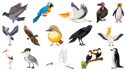 Poster - Different kinds of birds collection