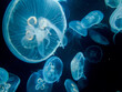 jellyfish in the water - national aquarium
