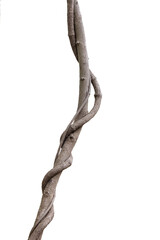 twisted forest vine isolated on a white background