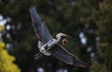 Wall Mural - great blue heron