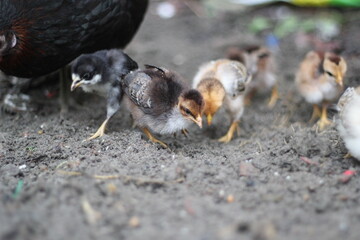 Newly born chicks eating food with mother hen