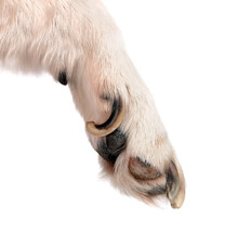 Paw And Nails Of Dog