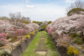 Wall Mural - Cherry blossoms at Showa Memorial Park , Tokyo, Japan