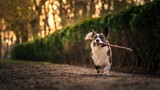 Fototapeta Psy - Pies rasy corgi cardigan w parku w porannym słońcu