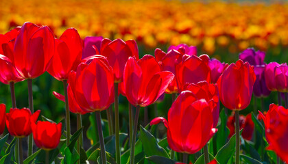 Colorful flowers in an agricultural field in sunlight in springtime, Noordoostpolder, Flevoland, The Netherlands, April 20, 2022