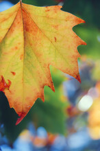 Yellowing Maple Leaf During Fall Or Autumn