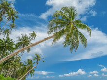 An Overhanging Palm Tree On A Tropical Beach