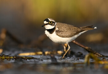 Poster - Little ringed plover in natural habitat (Charadrius dubius)