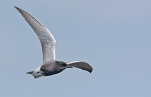 Adult Black Tern (Chlidonias Niger) Sharp Turn In Flight In Blue Sky With Spreaded Wings 
