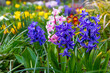 Purple and pink hyacinths in the garden