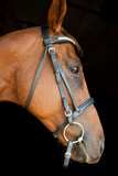 Fototapeta  - portrait of a horse