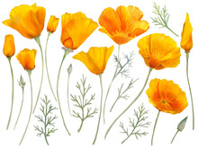 Watercolor California Orange Poppies Isolated. Hand Painted Illustration With Sunny Bright Orange And Yellow Flowers To Design Invitations, Postcards And Other Print