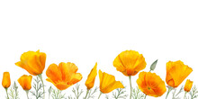 Watercolor California Orange Poppies Isolated. Hand Painted Illustration With Sunny Bright Orange And Yellow Flowers To Design Invitations, Postcards And Other Print