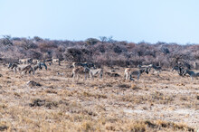 A Group Of Burchell's Plains Zebra -Equus Quagga Burchelli- Standing Close A Waterhole On The Plains Of Etosha National Park, Namibia.