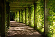 Green shady tunnel with plants in a summer park