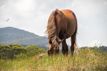 Wall Mural - horse in the field