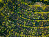 Reforestation after industrial use