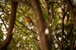 A curious European Robin (Erithacus rubecula) on a branch