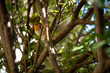 A curious European Robin (Erithacus rubecula) on a branch