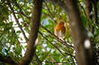 A nice European Robin (Erithacus rubecula) on a branch