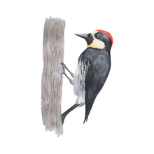 Sitting Watercolor Woodpecker, Realistic Colored Drawing, .Hand Painted Bird With Red Head Isolated On White Background