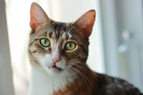 Fototapeta Koty - The female cat looks up with a confused expression
