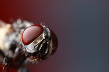 Extreme Fly Close-up