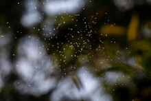 Fairy Insects Flying Gnats Like Angels With Soft Light Texture Background