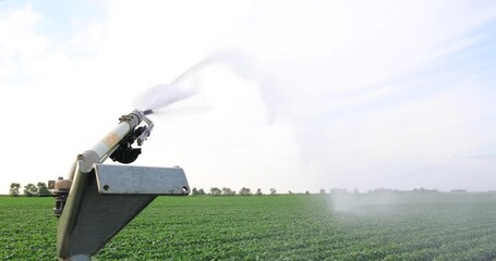 Wall Mural - Irrigation system rain gun sprinkler on agricultural soybean field helps to grow plants in the dry season, slow motion. Landscape rural scene beautiful sunny day