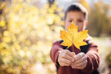 portrait of smiling teenager boy holding yellow autumn maple leaf in his hand. happy child walking i