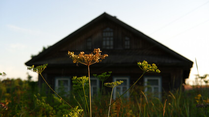 Wall Mural - Beautiful rustic summer landscape. Old wooden log houses. Vologda region