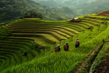 Green Rice Fields On Terraced In Muchangchai, Vietnam Rice Fields Prepare The Harvest At Northwest Vietnam.Vietnam Landscapes.