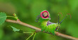 Beautiful caterpillar in a frightening pose, unique animal behaviour