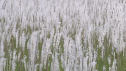 Wall Mural - fluffy white reeds grass flower gentle swaying from wind blown