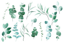 Watercolor Set Of Tropical Eucalyptus Leaves. Big Collection With Vintage Delicate Leaves, Herbs