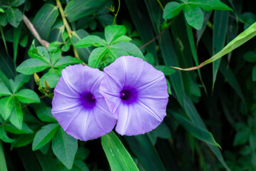 Ipomoea cairica is a vining, herbaceous, perennial plant with palmate leaves and large, showy white to lavender flowers. A species of morning glory, it has many common names as mile a minute vine