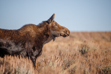 Wall Mural - female moose calf profile in sage brush