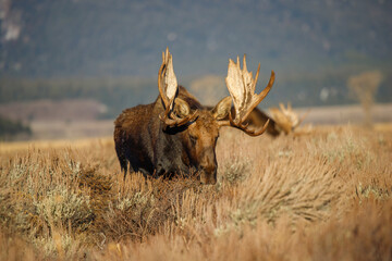 Wall Mural - Large bull moose grazing in sage brush