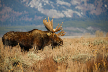 Wall Mural - Large bull moose grazing in sage brush