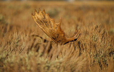 Wall Mural - Large bull moose grazing in sage brush